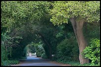 Tunnel of trees on residential street. Menlo Park,  California, USA