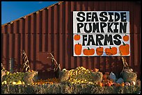 Seaside pumpkins farms sign on red barn. California, USA