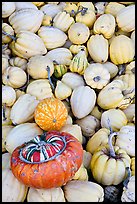 Small squashes and pumpkins. California, USA (color)