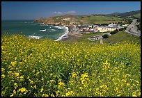 Yellow mustard flowers, beach and highway, Pacifica. San Mateo County, California, USA