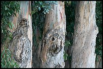 Three Eucalyptus tree trunks. Burlingame,  California, USA