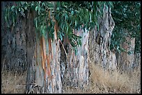 Trunks and leaves of Eucalyptus trees. Burlingame,  California, USA