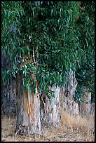 Base of Eucalyptus trees. Burlingame,  California, USA ( color)
