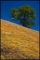 Hillside with California Poppies and oak tree. El Portal, California, USA (color)