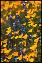 Poppies and lupine. El Portal, California, USA ( color)