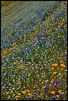 Multicolored spring flowers on slope. El Portal, California, USA (color)