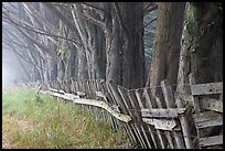 Old fence and row of trees in fog. California, USA (color)