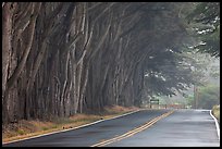 Tree tunnel in fog. California, USA ( color)
