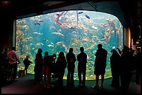 Tourists in front of large tank, Steinhart Aquarium, California Academy of Sciences. San Francisco, California, USA<p>terragalleria.com is not affiliated with the California Academy of Sciences</p> (color)