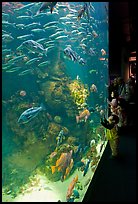 School of fish and children, Steinhart Aquarium, California Academy of Sciences. San Francisco, California, USA<p>terragalleria.com is not affiliated with the California Academy of Sciences</p> (color)