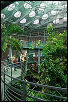 Tourists on spiraling path look at rainforest canopy, California Academy of Sciences. San Francisco, California, USA<p>terragalleria.com is not affiliated with the California Academy of Sciences</p> (color)