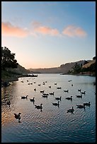 Lake Chabot with ducks at sunset, Castro Valley. Oakland, California, USA ( color)