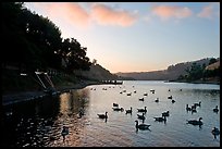 Large flock of ducks at sunset, Lake Chabot, Castro Valley. Oakland, California, USA (color)