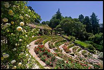 Municipal Rose Garden. Berkeley, California, USA (color)