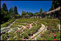 Terraced Amphitheater, Rose Garden. Berkeley, California, USA ( color)