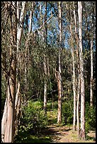 Eucalyptus trees, Berkeley Hills, Tilden Regional Park. Berkeley, California, USA ( color)