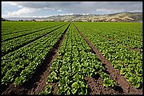 Long rows of lettuce. Watsonville, California, USA (color)