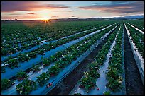 Raws of strawberries and sunset. Watsonville, California, USA (color)
