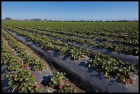 Cultivation of strawberries using plasticulture. Watsonville, California, USA (color)