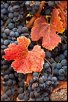 Close-up of grapes and red leaves in autumn. Napa Valley, California, USA (color)