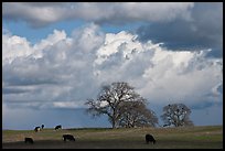 Cows, oak trees, and clouds. California, USA ( color)
