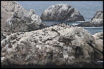 Bird island. Point Lobos State Preserve, California, USA (color)
