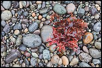 Wet pebbles and red algae. Point Lobos State Preserve, California, USA ( color)