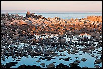 Seabirds and rocks at sunset. Pacific Grove, California, USA ( color)