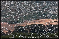 Flock of birds in flight. Carmel-by-the-Sea, California, USA ( color)