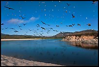 Birds flying above Carmel River. Carmel-by-the-Sea, California, USA ( color)