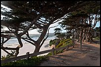 Path and Monterey Cypress bordering beach. Carmel-by-the-Sea, California, USA ( color)