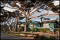 Residential homes and cypress trees. Carmel-by-the-Sea, California, USA ( color)