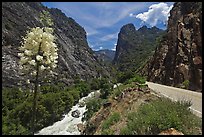 Yucca, river, and road in Kings Canyon. Giant Sequoia National Monument, Sequoia National Forest, California, USA ( color)