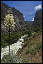 Yucca in bloom and Kings River in steep section of Kings Canyon, Giant Sequoia National Monument near Kings Canyon National Park. California, USA (color)