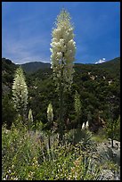 Yucca in bloom in Kings Canyon. Giant Sequoia National Monument, Sequoia National Forest, California, USA ( color)