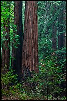 Redwoods and lush undergrowth. Muir Woods National Monument, California, USA ( color)