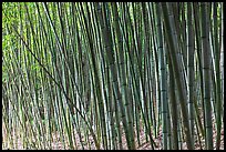 Bamboo grove. Saragota,  California, USA ( color)