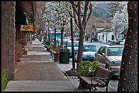 Street with blossoming trees. Saragota,  California, USA ( color)
