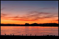 Ducks at sunset, Robert W Crown Memorial State Beach. Alameda, California, USA (color)