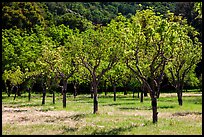 Orchard in spring, John Muir National Historic Site. Martinez, California, USA ( color)