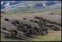 Gentle hills and trees near King City. California, USA (color)