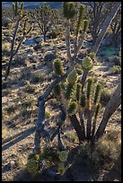 Backlit joshua tree forest with blooms. Mojave National Preserve, California, USA (color)