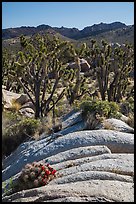 Cactus in bloom, Joshua Trees, and desert mountains. Mojave National Preserve, California, USA (color)