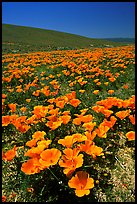 California Poppies in spring, hills W of the Preserve. Antelope Valley, California, USA ( color)