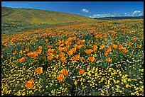 California Poppies and desert Marygold, hills W of the Preserve. Antelope Valley, California, USA (color)
