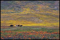 Horseback riders in hills covered with multicolored flowers. Antelope Valley, California, USA (color)
