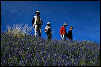 Family strolling in a field of lupines. Antelope Valley, California, USA