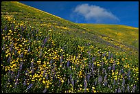 Carpet of yellow and purple flowers, Gorman Hills. California, USA (color)