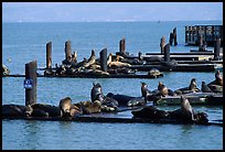 Sea Lions, Fisherman's Wharf. San Francisco, California, USA (color)