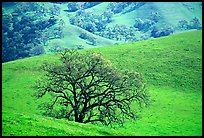 Oak trees and verdant hills in early spring, Sunol Regional Park. California, USA (color)